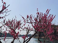 -尚湖风景区