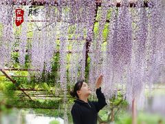 -嘉定紫藤园