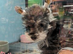-FAELING PETS美天灵宠物(合生汇店)