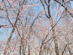 -桃花堤公园