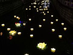 -锦江乐园舞狸花花游园会(夜场专享)