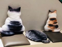 -飞行喵MR PILOT|猫舍·猫咖(静安大融城店)