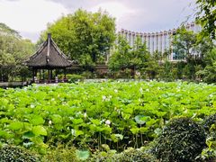 -上海醉白池公园
