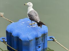 -海驴岛(荣成市)