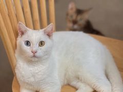 -泰国佛·塔罗·泰牌狐仙古曼