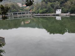 -银湖山郊野公园-相思林