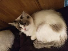 -猫色咖啡·猫咖
