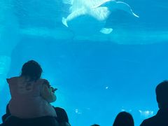 -海合安武汉极地海洋公园