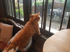 -more than meow吴止猫主题餐厅(承德 中船汇店)