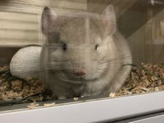 -钓仓鼠(洋桥北里小区店)