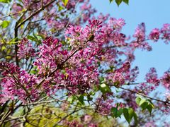 -海棠花溪(元大都城垣遗址公园)