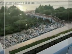 -宝安西湾红树林湿地公园