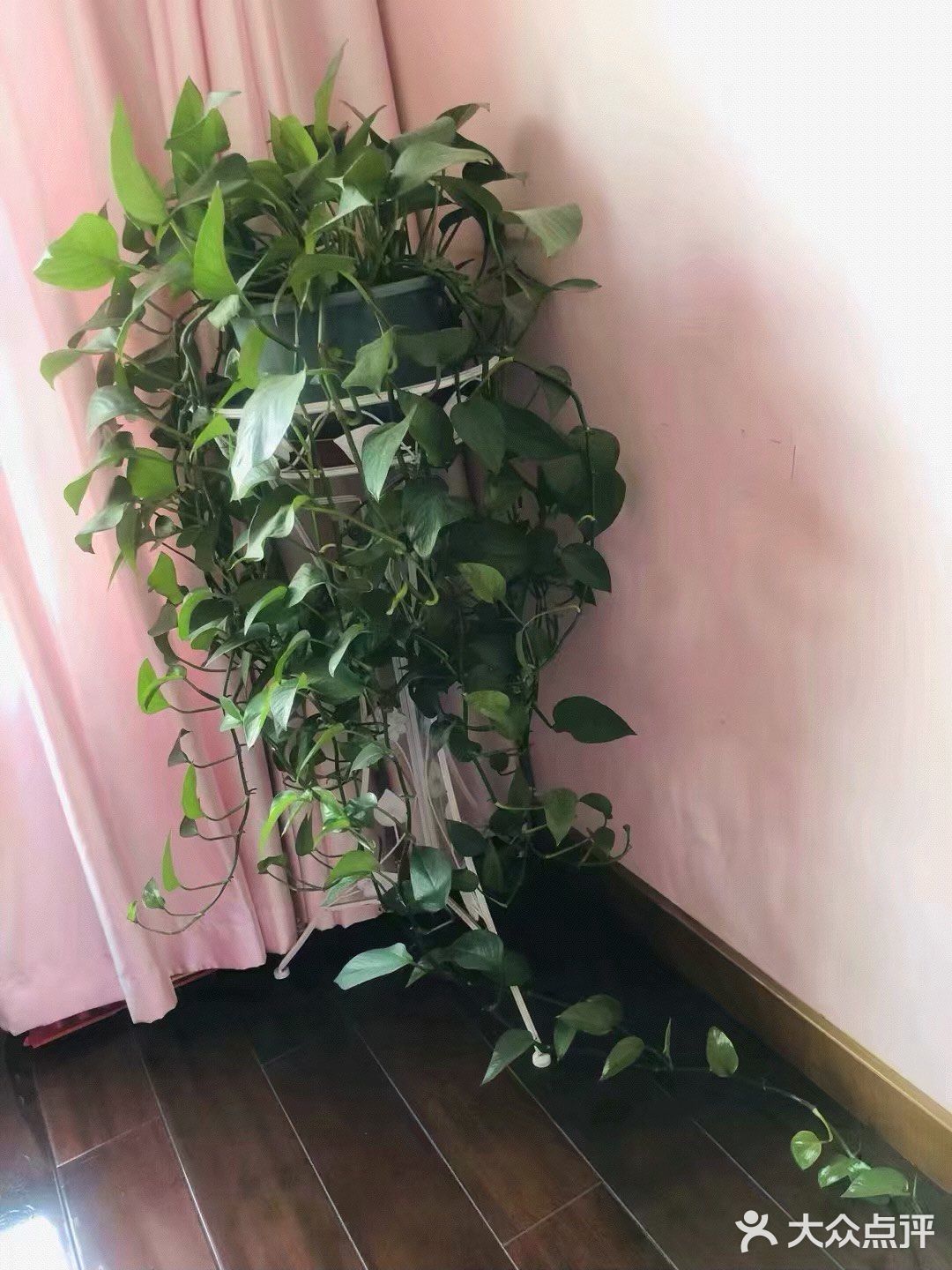15元钱买来的小绿萝，盆子换了一下