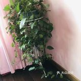 15元钱买来的小绿萝，盆子换了一下