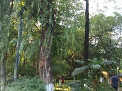 -成都市活水公园