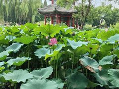 -莲池书院博物馆