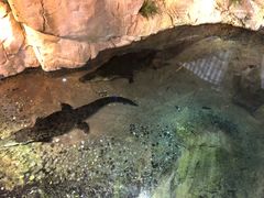 -迪拜水族馆及水下动物园