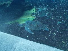 -海棠湾洲际-涛·海底餐厅·美人鱼·自助餐·海底隧道
