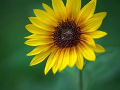 -光明小镇欢乐田园