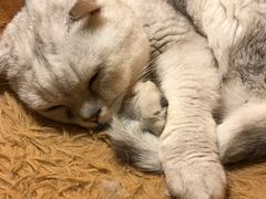 -猫猫幼稚园·撸猫·桌游·电玩