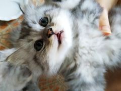 -艾吉宠物医院·疑难杂症转诊中心·猫友好(碧江路院)