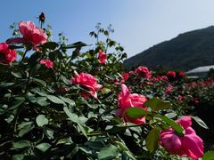 -亚龙湾国际玫瑰谷