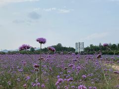 -北京东方普罗旺斯薰衣草庄园