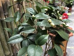 -上席擂茶·新中式青年茶馆(古城店)