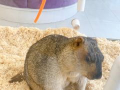 -怪兽屋·羊驼·猫咖·狗咖(俊华广场店)