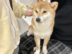 -共舞时光猫咖·狗咖(新街口店)