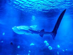 -烟台海昌鲸鲨海洋公园