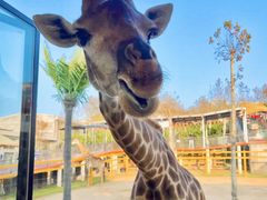 -西霞口神雕山野生动物世界