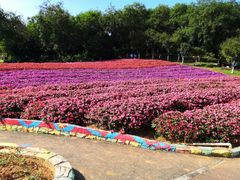 -松山湖梦幻百花洲