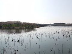 -上海海湾国家森林公园