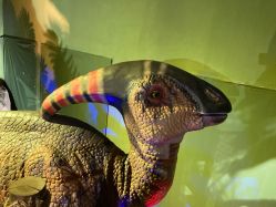 -恐龙探索乐园(磁器口店)