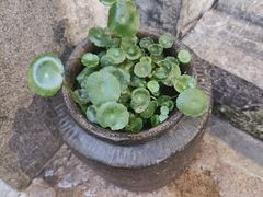 -高淳老街
