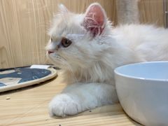 -屋虎猫馆(宝安大仟里店)
