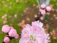 -武汉大学-樱园