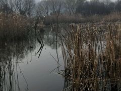 -西湖风景区-江洋畈生态公园