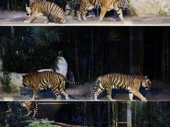 -清迈夜间动物园