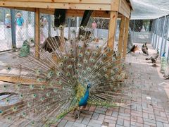 -长白岛森林公园