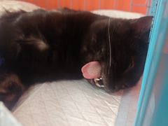 -瑞派福兴宠物医院犬猫全科·骨科·中西医结合(河东店)