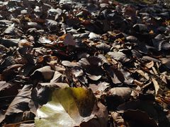 -永定河休闲森林公园