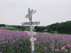 -大塘金香草谷