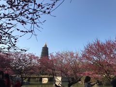 -红梅公园