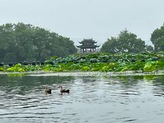 -西湖外事游船(花港观鱼码头)