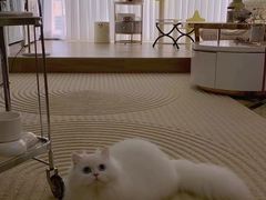 -Bastet sally猫舍购宠(静安店)