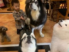 -more than meow吴止猫主题餐厅(承德 中船汇店)