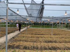 -Ohkajhu Organic Farm Sansai