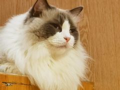 -MOCHA明星猫咖(田子坊店)